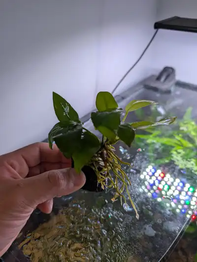 Anubias Nana Golden on Lava Rock, View more