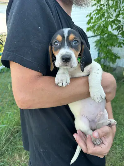 basset hound x coonhound puppies looking for homes!, View more