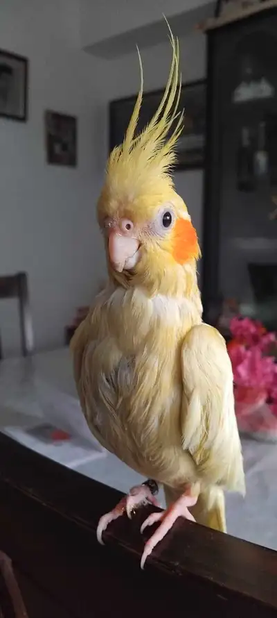 Cockatiel to rehome, View more