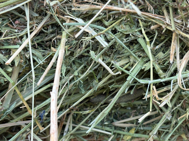 2025 Round Bales ($310 per ton Delivered) in Livestock in Grande Prairie