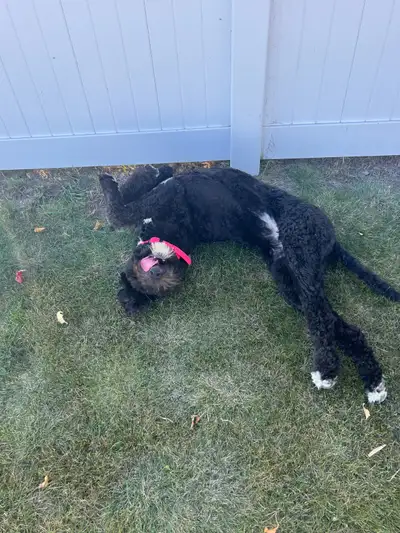 This is Heidi. She is the sweetest dog ever. She is a Bernshedoodle (Bernadoodle/Sheepadoodle). Not...