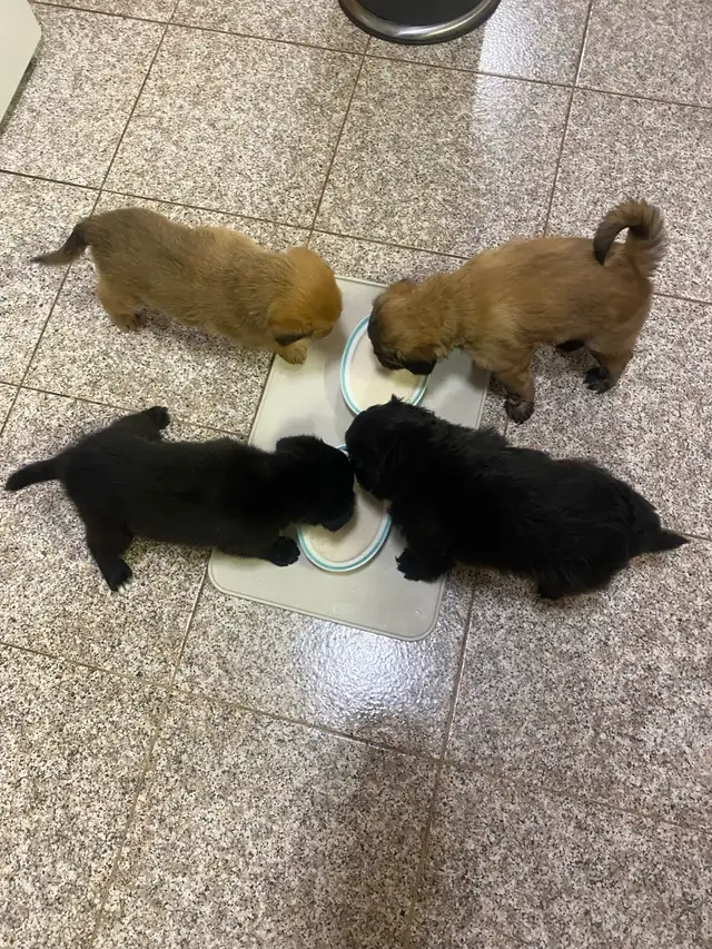 puppies looking forever home in Dogs & Puppies for Rehoming in Mississauga / Peel Region - Image 8