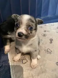 Mini AussiePom Pups