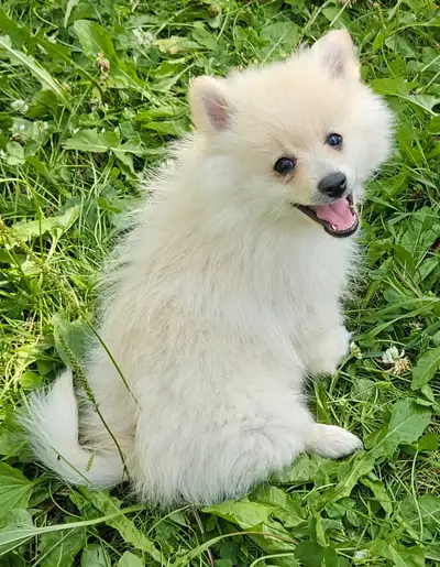Beautiful, Frisky, Healthy Pomeranians looking for loving homes, View more