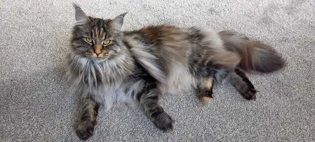 Purebred Maine Coon for Rehoming