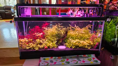 Aquarium plants for sale, View more