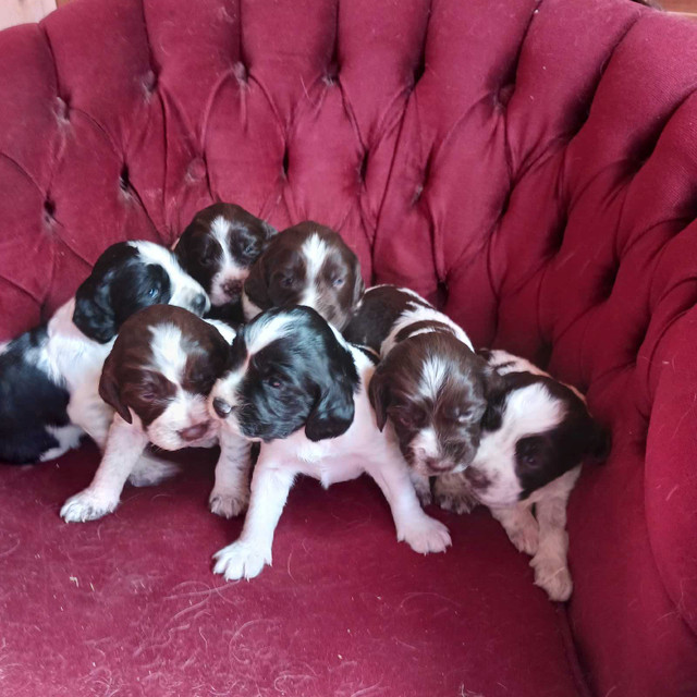 English springer spaniel  in Dogs & Puppies for Rehoming in Bedford - Image 4
