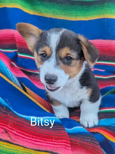 Corgis, Pembroke Welsh , View more