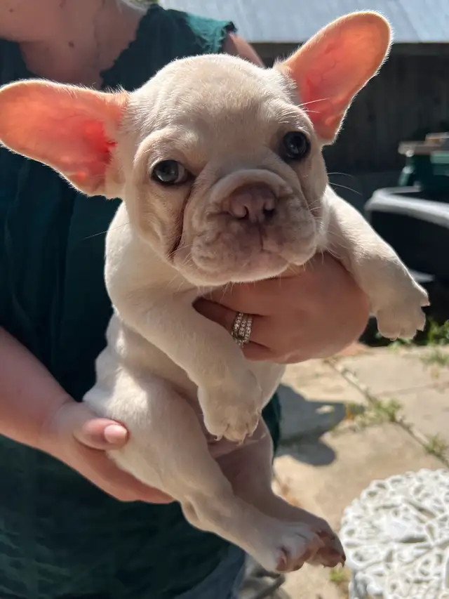 French Bulldog puppies 2 year Health Guarantee in Dogs & Puppies for Rehoming in City of Toronto - Image 5