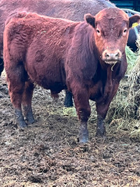 Yearling bulls for sale