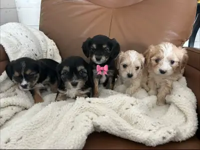Morkie / Beaglier Puppies, View more
