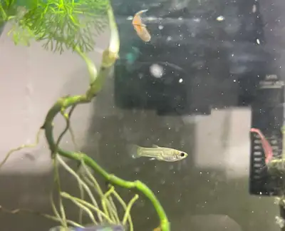 Feeder Guppy Fish, View more