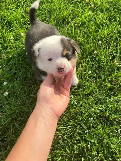 chiots corgis Welsh Pembroke, View more