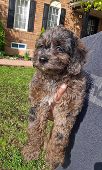 F1B Cockapoo  Puppies (only females)