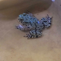 Young fire belly toads 