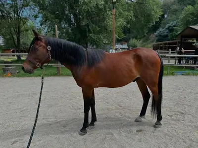 11 yr old Arabian gelding for sale , View more