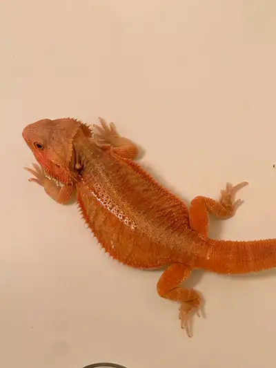 Ember - 1 year old male bearded dragon, View more