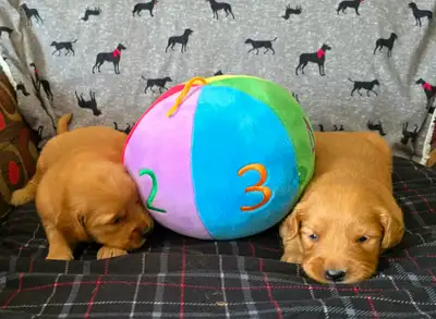 Beautiful Golden Retriever puppies!!, View more