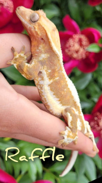 Big Beautiful Red Lilly White Female Crested Gecko, RTB