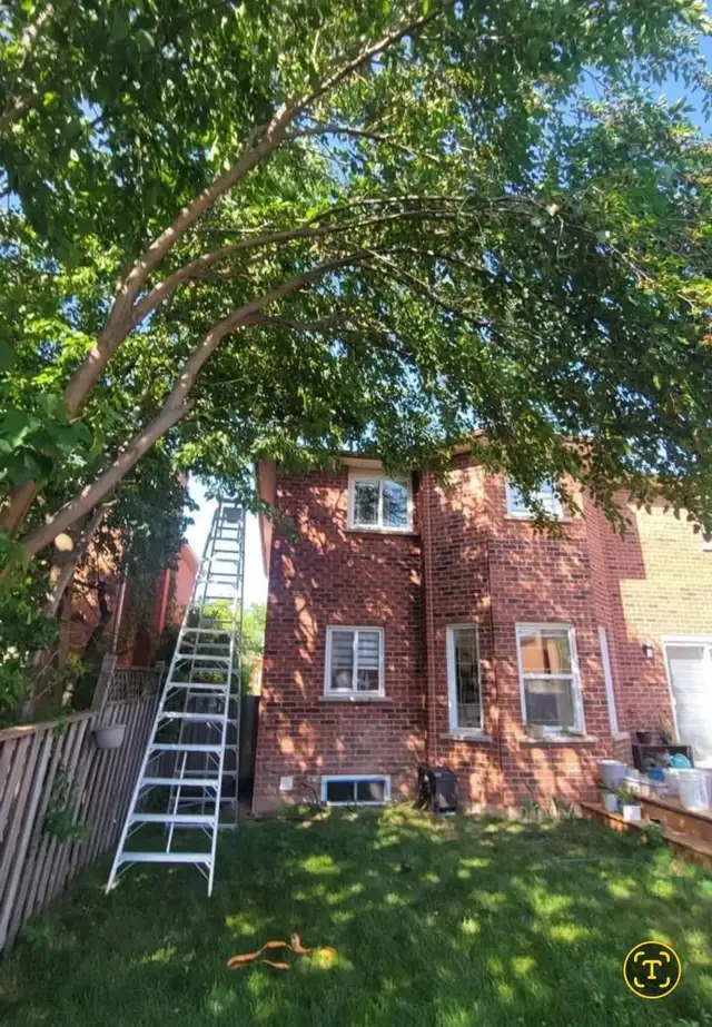 Tree removal, Hedge pruning, General yardwork63760493702529122