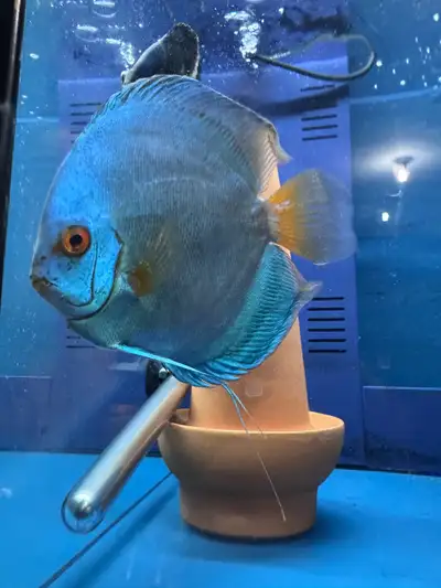 discus fish breeding pair, View more