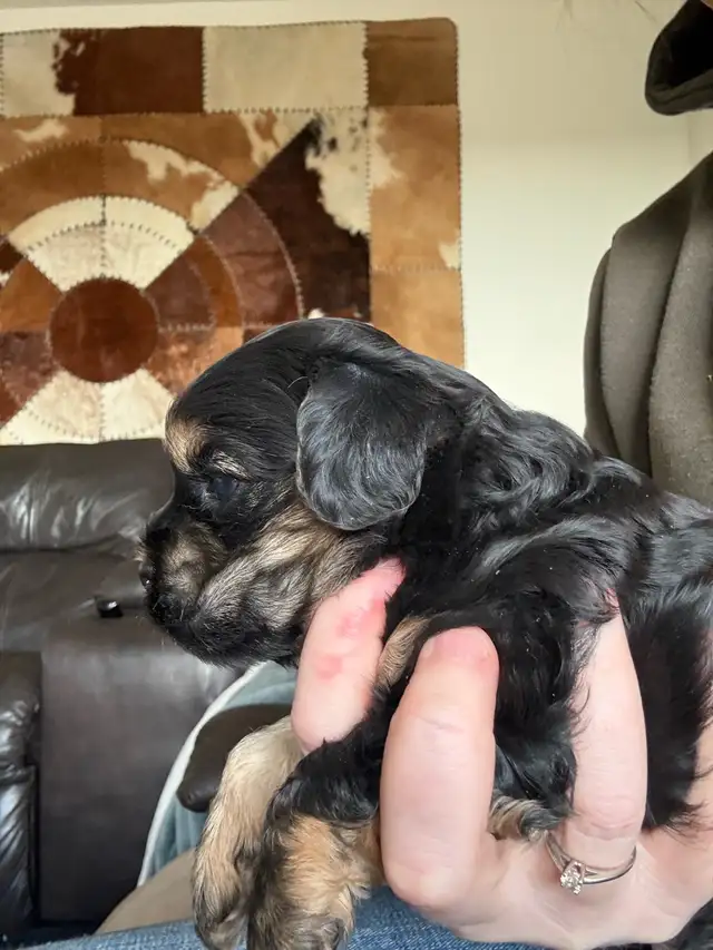 American cocker spaniel x mini poodle in Dogs & Puppies for Rehoming in Calgary - Image 4