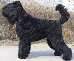 Black Russian Terrier CKC , View more