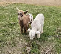 Purebred Fainting Goat Bucklings 