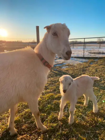Lamancha X buckling The cutest little man will be ready for his new home once weaned! vaccinated & d...