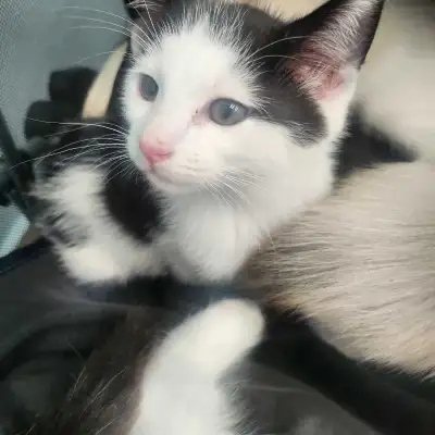 Ragdoll kittens for adoption, View more