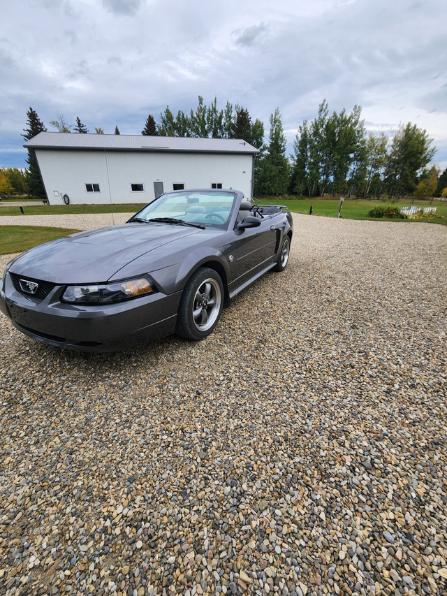 2004 Mustang GT in Cars & Trucks in Edmonton - Image 3