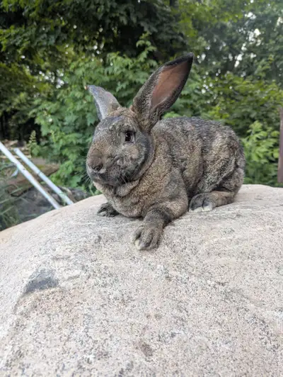 Lapin mâle de reproduction, View more