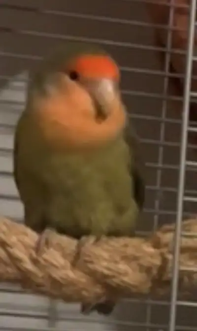 lovebird with cage, View more
