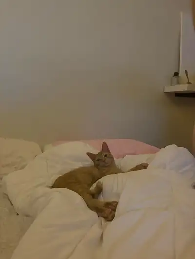 kitten for rehoming, View more