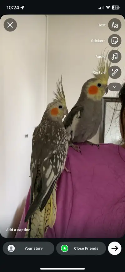 Two Lovely Cockatiels!, View more