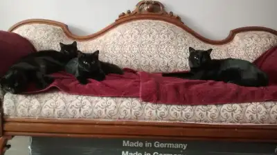 Bombay/Burmese kittens, View more