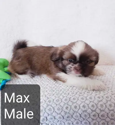 Shih tzu puppies (please read the ad), View more