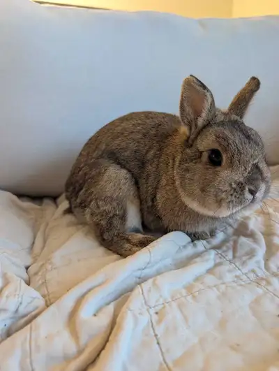 Netherland Dwarf - Male for hire (Stud Buck), View more