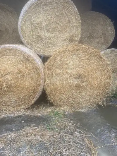  4 x 5 round bales of straw , View more