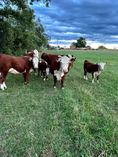 Looking to rent Hereford Bull, View more