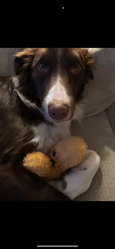 Rehoming our border collie , View more