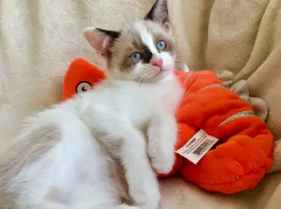 SPÉCIAL D'ÉTÉ / Chatons 3 Ragdoll x Snowshoes /Très ronronneux, View more