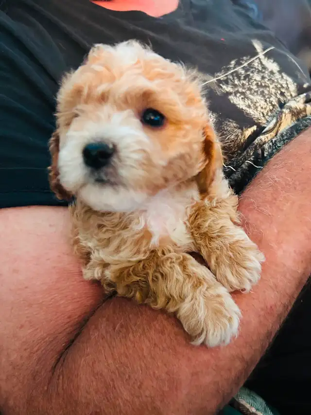 Beautiful Cavapoo Puppies in Dogs & Puppies for Rehoming in Markham / York Region - Image 10