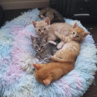 Kittens, worlds most adorable kittens