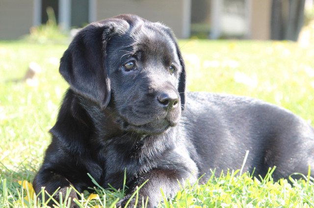 CKC REGISTERED LABRADOR RETRIEVERS-lab pups in Dogs & Puppies for Rehoming in Peterborough - Image 3