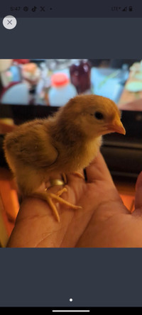 Rhode Island Red chicks for sale
