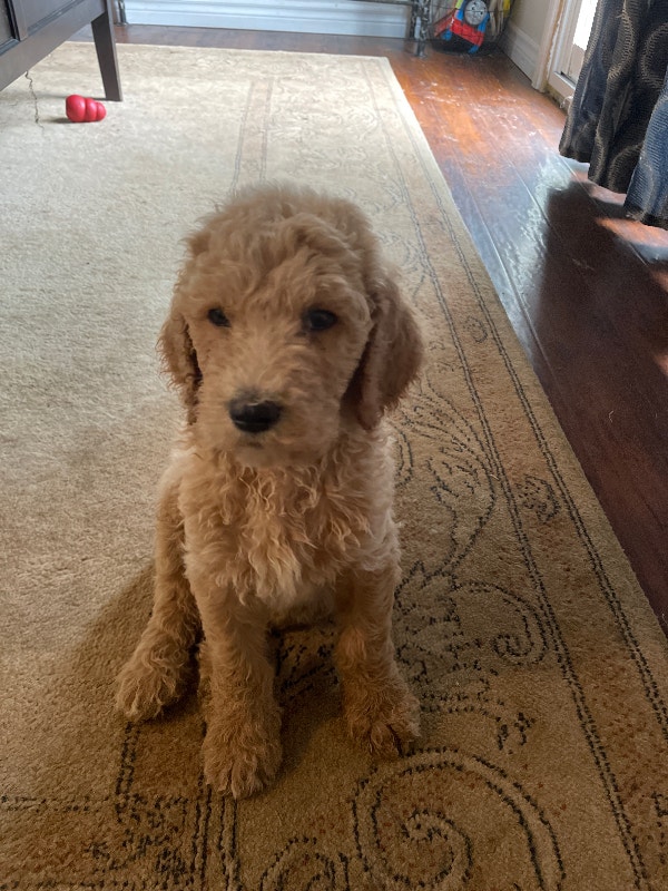 Standard Poodle Puppies Dogs & Puppies for Rehoming Sarnia Kijiji