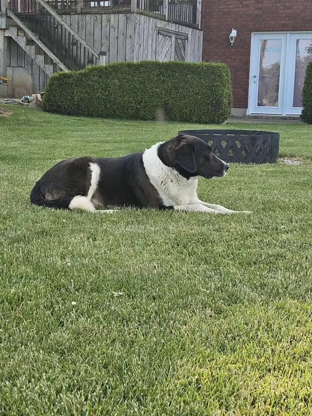 Walker Hound/Mountain Bernese cross in Dogs & Puppies for Rehoming in Kitchener / Waterloo - Image 7