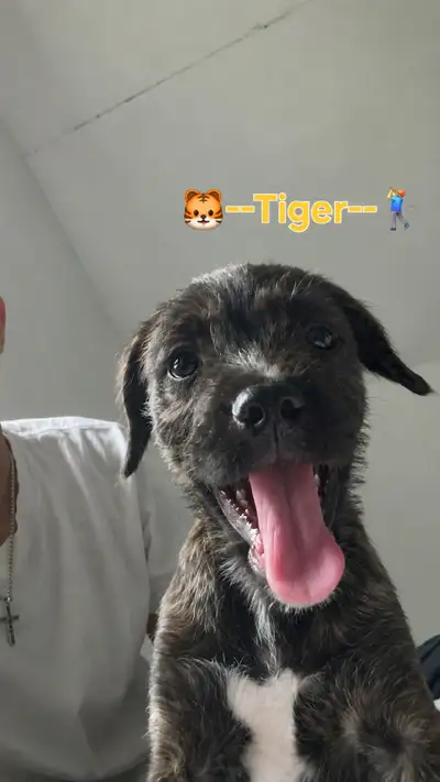 The BullDoodle Puppies ❤️, View more
