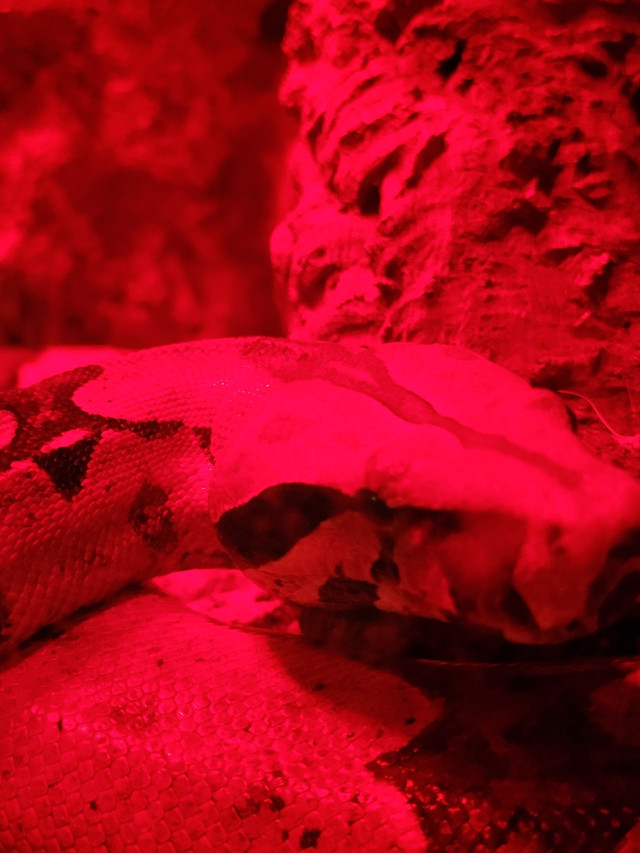 2018 Female Suriname Redtail Boa  in Other Pets for Rehoming in Hamilton - Image 4